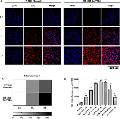 Indocyanine green as a near-infrared theranostic agent for ferroptosis and apoptosis-based, photothermal, and photodynamic cancer therapy